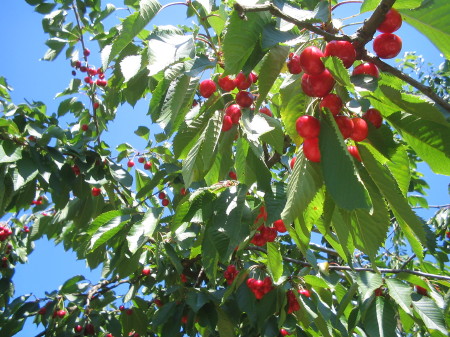 Biokirschen Inselmatt