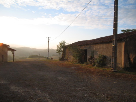 Reh am frühen Morgen Reh am frühen Morgen