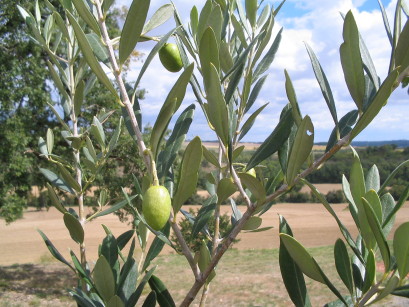 1. Oliven
