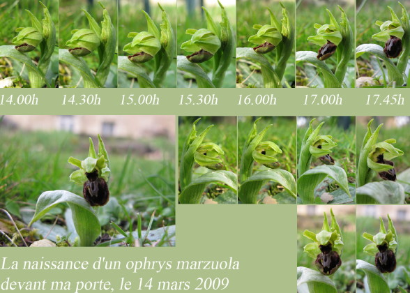 Stephanies Leidenschaft: Orchideen