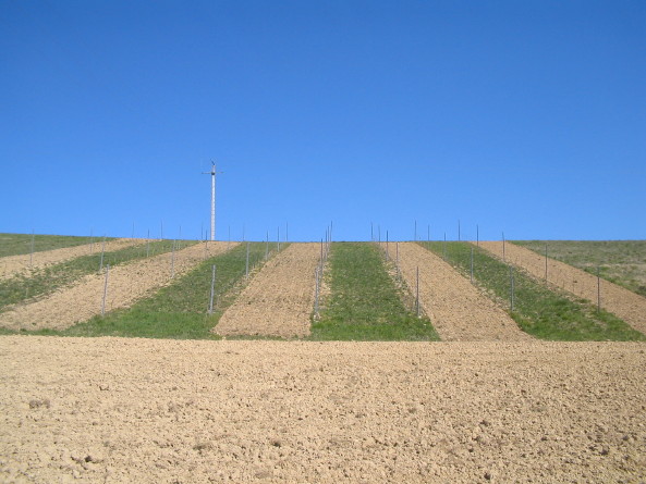 Rebberg, La Oueyte, 21.3.2009