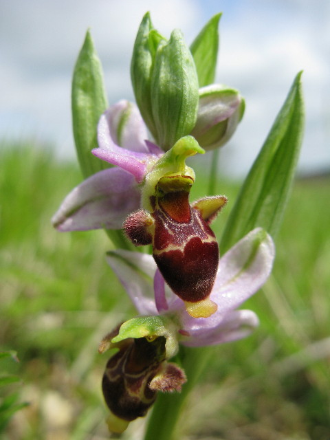Ophrys scolopax