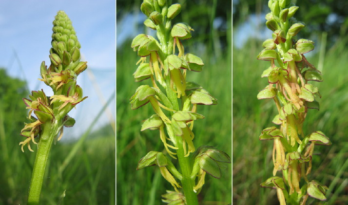 Fotos Stephanie, Homme pendu