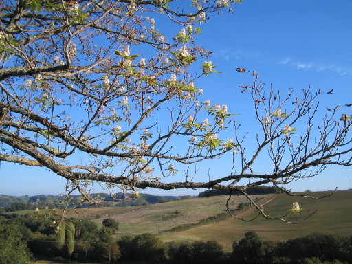 KIastanien blühen am 15. Oktober