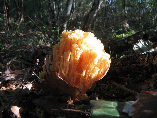 Korallenpilz, Oktober 06, Gers