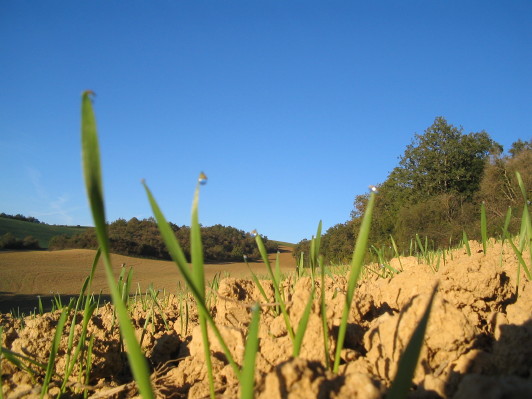 Bioweizen Renan, 1-Blatt-Stadium