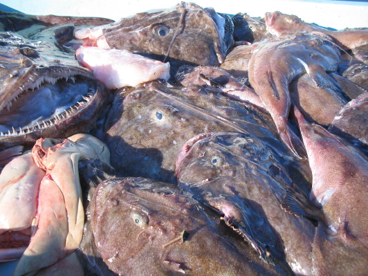 Fischmarkt am Vieux port