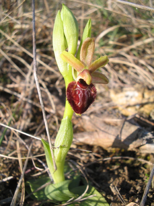 Ophris exalta Ophris exalta