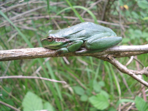 Laubfrosch Laubfrosch