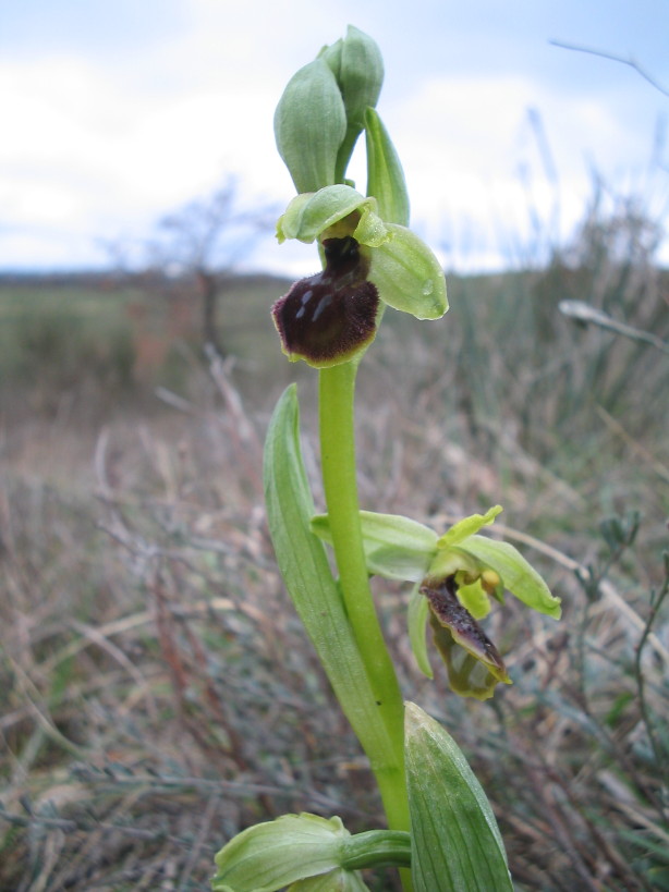Kleine Spinnenragwurz, Ophris araneola Kleine Spinnenragwurz, Ophris araneola