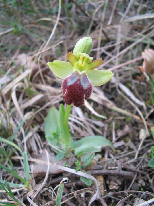 braune Ragwurz, Ophrys fusca