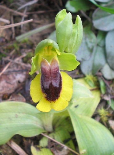 Ophrys lutea, Gelbe Ragwurz