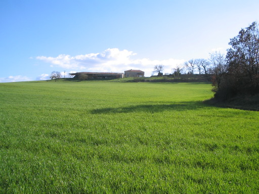 Bio-Weizen auf La Oueyte