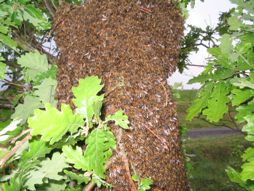 Bienenvolk Bienenvolk