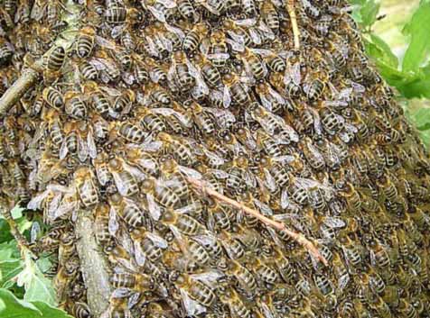Bienenvolk Bienenvolk