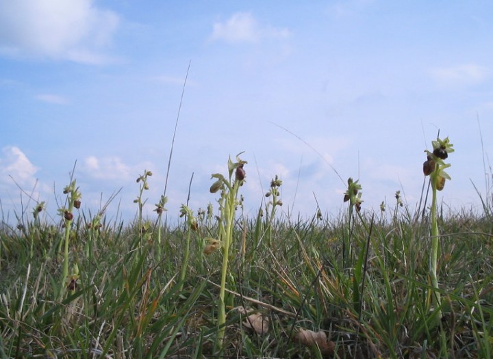 Ophrys aranifera Ophrys aranifera