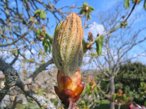 Kastanienknospe 4.4. Kastanienknospe 4.4.