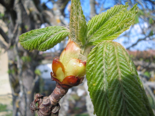 Kastanienknospe 4.4. Kastanienknospe 4.4.