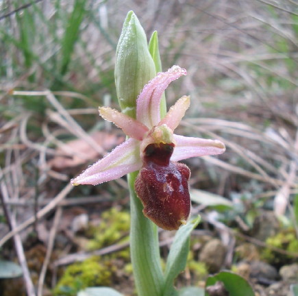 Orchis arachnitiformis