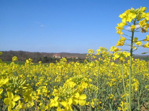 Colza, La Oueyte, 9.4.2007