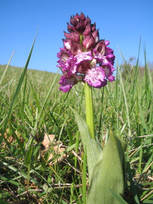 Orchis purpurea