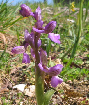 Orchis morio