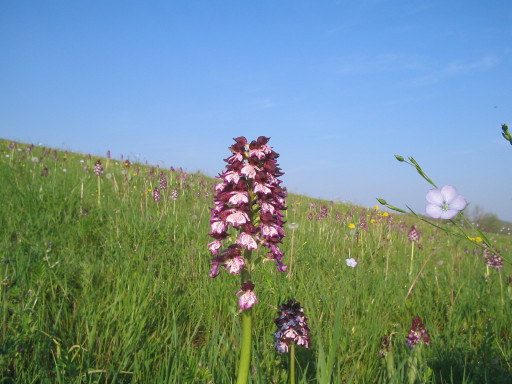 Orchideenwiese auf reconversion terre arable (RTA)