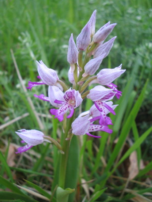 Orchis militaris, Heimknabenkraut