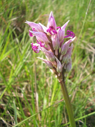 Orchis simia, Affenknabenkraut