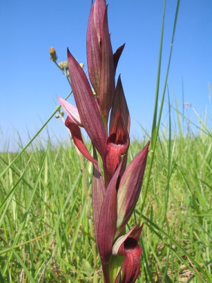 Serapias vomeracea
