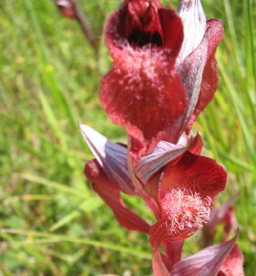 Serapias cordigera, Herzförmiger Zungenstendel
