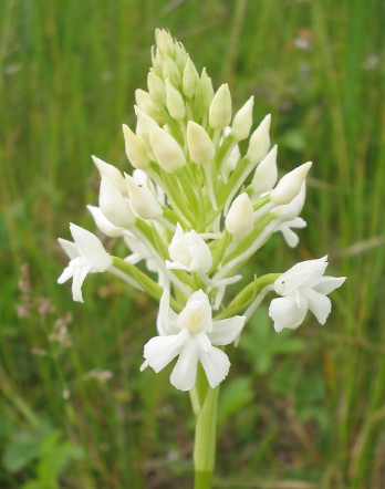 Pyramidalis. albino