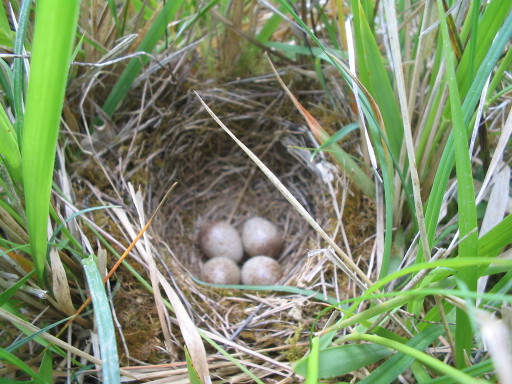 Vogelnest am 22.4.2007