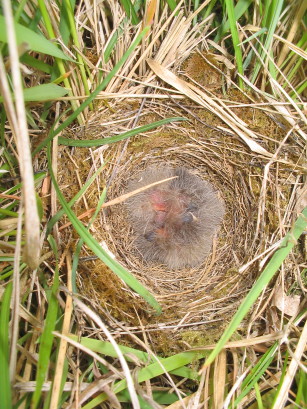 Ausgeschlüpfte Vögeli 25.4.2007