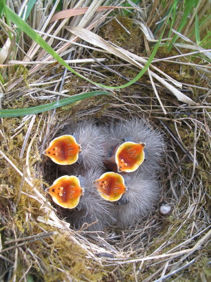 Hungrige Lerchen 28.4.2007