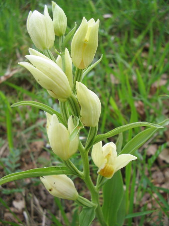 22 Cephalanthera damasonium, Bleiches Waldvögelein