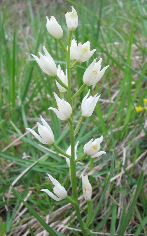 23 Cephalanthera longifolia, Langblättriges Waldvögelein