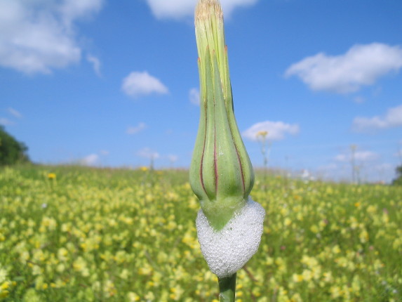 Zikadenschaum an Bocksbart