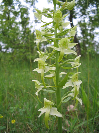 Grüne Waldhyazinthe, Platanthera chloranta