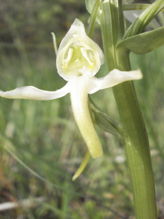 Weisse Waldhyazinthe, Bild zur Verfügung gestellt von Frau Dr. Verena Singeisen