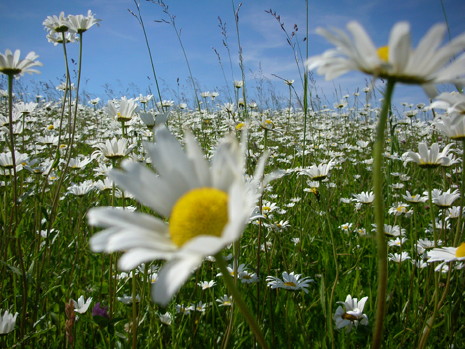Buntbrache Inselmatt, Mai 2007