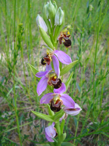 Ophrys apifera, Bienenragwurz