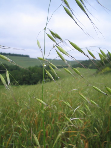 Flughafer, Avena fatuas