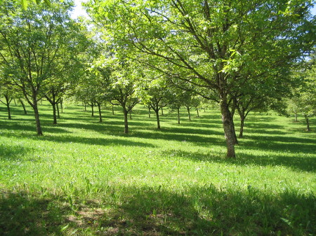 Walnussplantage