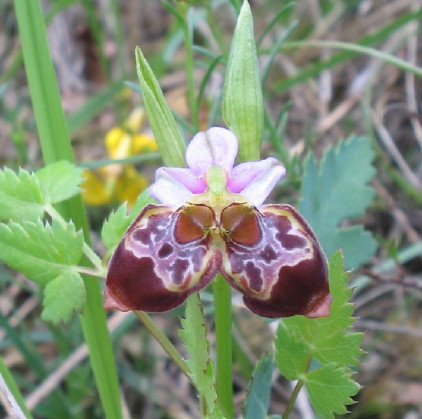 Siamesische Zwilinge