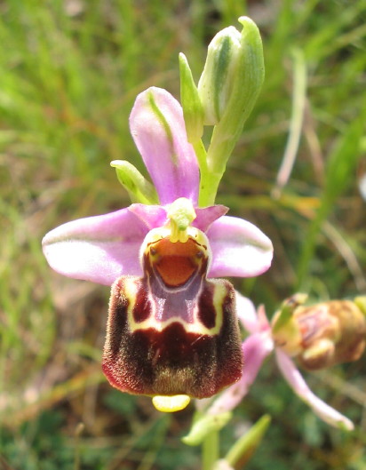 Ophrys du Gers, Ophrys aegirtia Ophrys du Gers, Ophrys aegirtia
