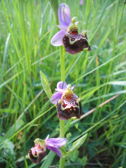 Ophrys du Gers, Ophrys aegirtia Ophrys du Gers, Ophrys aegirtia
