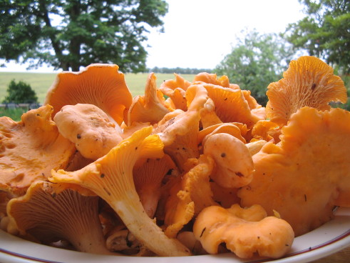Eierschwämme, Girolles Eierschwämme, Girolles
