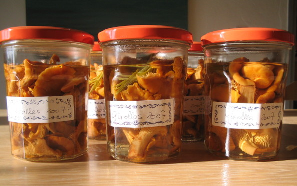 Girolles sterilisiert Girolles sterilisiert