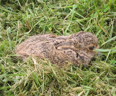 junger Feldhase, La Ouaitte